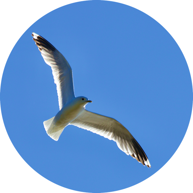 Accompagnement individuel en auto-guérison. ÂME LIBRE. Reconnexion à Ton Essence divine. Éveil de Conscience Accompagnement individuel en auto-guérison. L'Être humain est appelé à évoluer pour passer du monde de peur et de souffrances au Monde de Paix et d’Amour.