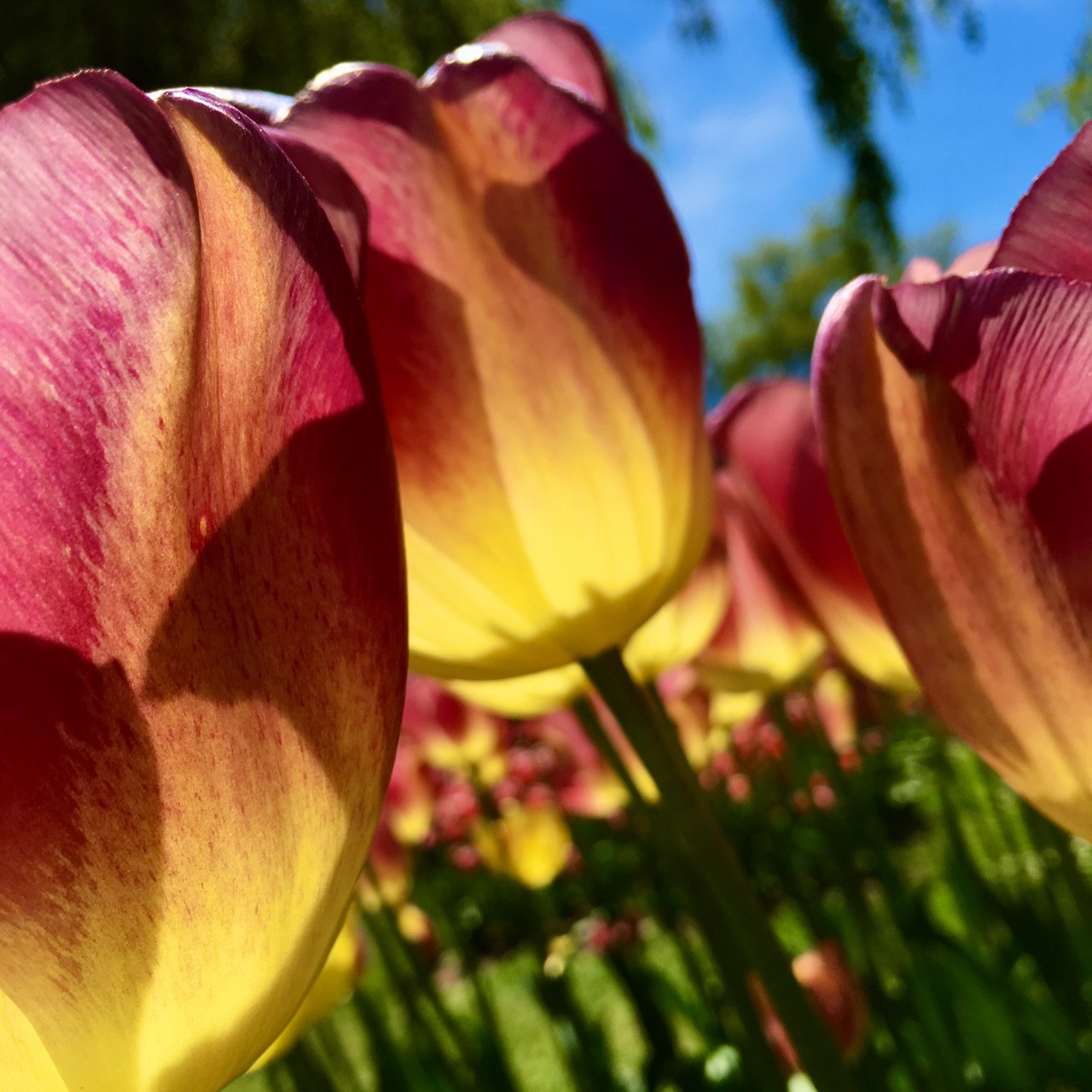 Rendez-vous avec la Femme Sacrée. ÂME LIBRE accompagnement. Auto-guérison et Reconnexion à Ton Essence divine. Éveil de Conscience L'Être humain est la seule espèce sur Terre contrainte de travailler et payer pour survivre, la rendant ainsi esclave de l'argent, alors que la Terre offre tout en abondance à tous les règnes. Exploration pour une Vie libre