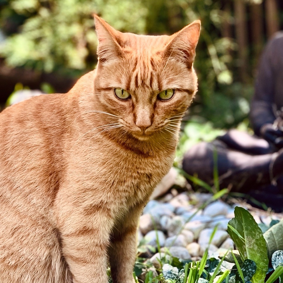 Harmonisation énergétique à distance pour animaux. ÂME LIBRE accompagnement.