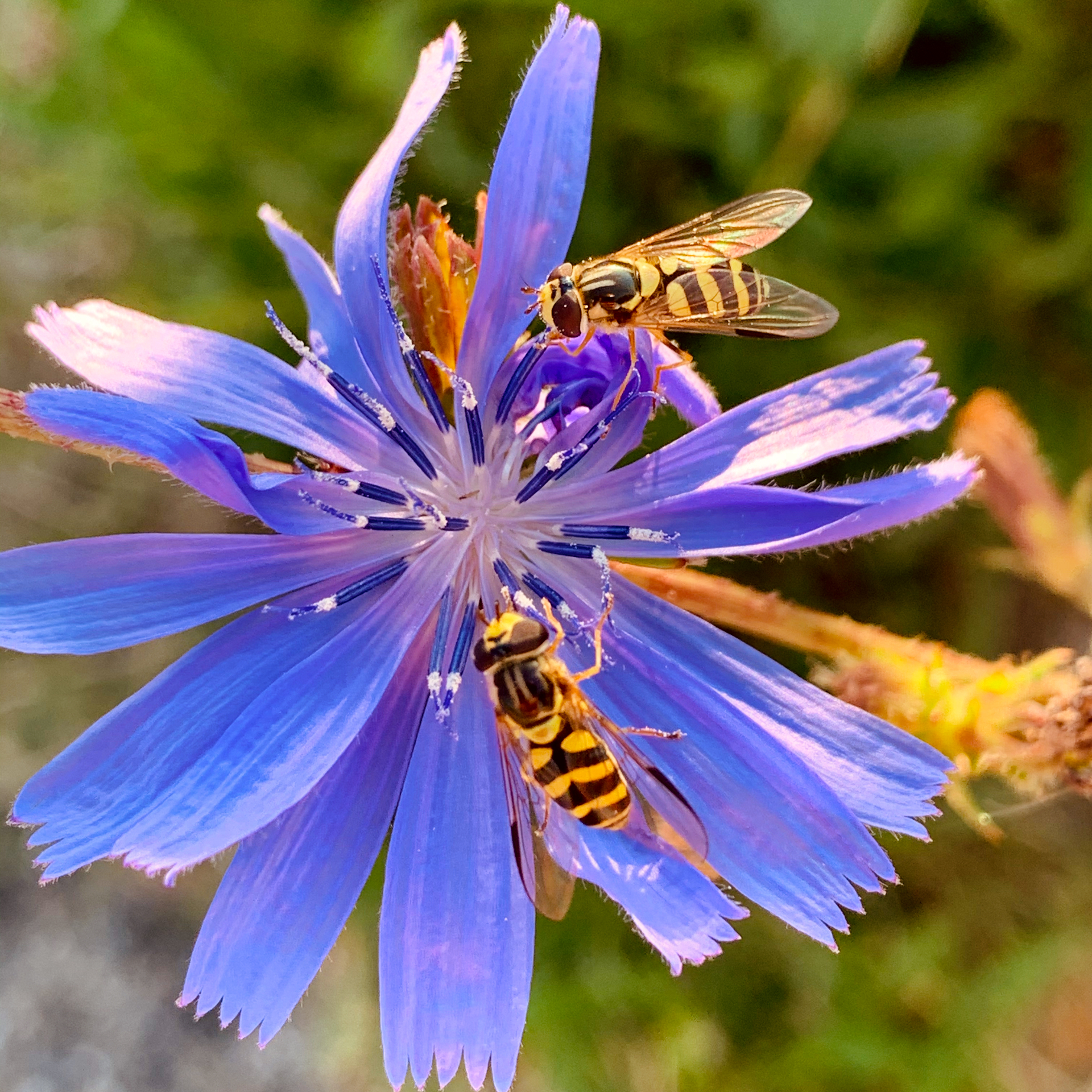 Manger en Conscience. ÂME LIBRE accompagnement. Auto-guérison & Reconnexion à Ton Essence divine. Éveil de Conscience Se nourrir avec des aliments vivants, de haute qualité vibratoire, cuisinés dans l’Amour et la Gratitude, apporte à notre corps, physique, mental, émotionnel et spirituel, toute l'Énergie essentielle à l’équilibre harmonieux de notre Être.
