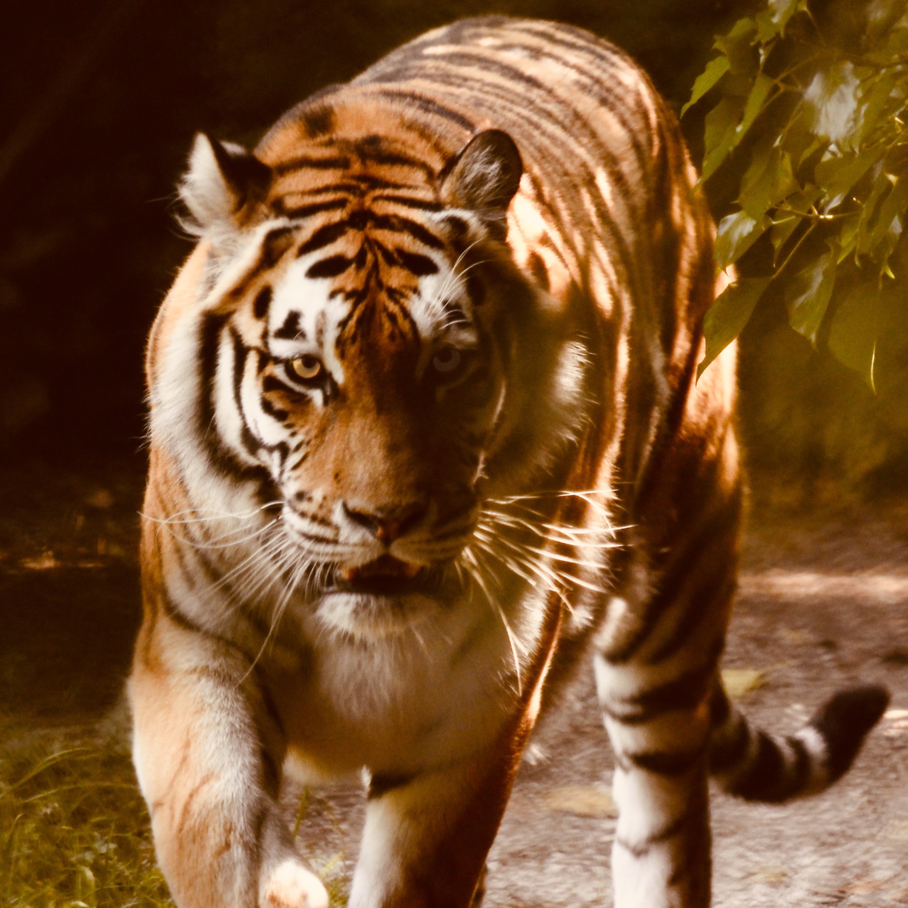 Incarner la Souveraineté individuelle. ÂME LIBRE accompagnement. Auto-guérison & Reconnexion à Ton Essence divine. Éveil de Conscience L'unique but de la Souveraineté individuelle est de Vivre et co-créer en Pleine Conscience et dans l'Amour le Monde à l'Endroit avec les Êtres qui y aspirent.